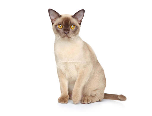 Burmese cat for store sale